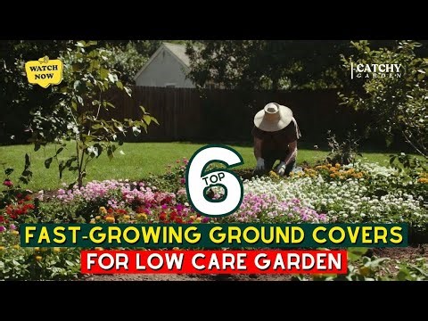 Top 6 Fast-Growing Ground Covers That Make Your Garden Low Maintenance This Spring 🌿🌸