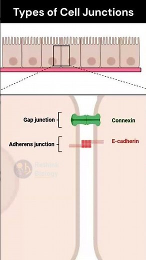 Types of Cell Junction #cellbiology #biology #lifescience #quickrevision #genetics #molecularbiology