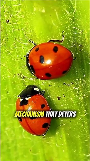 Ladybugs aren't what you think 🐞🤨