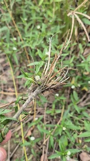 Commelina herb #plant #herb #commonina