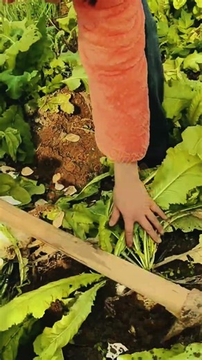 Harvesting Large Turnips with Hand Tools #LabeeqaAgriFarm #TurnipHarvest #VegetableGarden