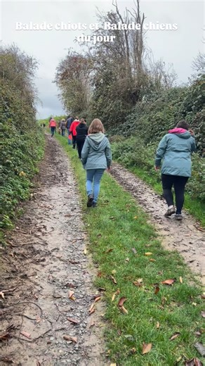 Des chiots, des chiens, du soleil (ou presque 😅), et surtout… de la bonne humeur ! Merci pour ces balades pleines de rires et de beaux échanges 🐾❤️ | Cyn'Olympe - Education et Comportementalisme Canin