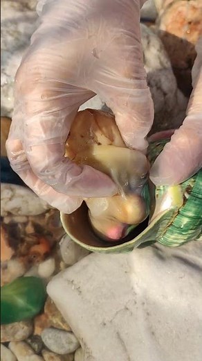 Giant Pearl Scallops vs. Freshwater Snails: Which Makes More Pearls?