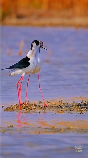 The Beauty of Eastern Stilt Birds in Their Natural Habitat 🐦🌿