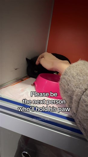 Help Fund Chatterbox's Neuro FIP Treatment