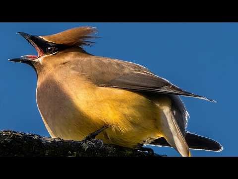 Cedar waxwing call / song, passing berries / insects | Bird