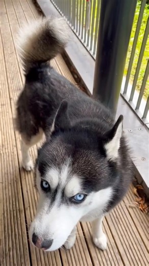 Getting his point across🤣🐕♥️ #glasgowhuskylucian #foryou #husky #siberianhusky