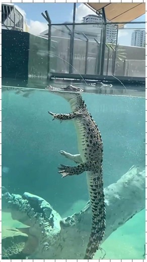 amazing animols 3 facts #animalfacts #facts #pets