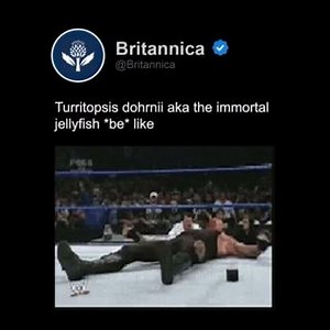 Turritopsis dohrnii has the ability ability to transform back into a polyp after having enjoyed life as a mature medusa. The jelly is not only an extraordinary survivor, it is a great hitchhiker, catching rides on ships and distributing itself across the world's oceans. | Encyclopaedia Britannica