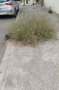 1.3M views · 10K reactions | It had been years since it was last cleaned The drains are covered with grass #grass #cleaning | Man mowing 200 | Facebook