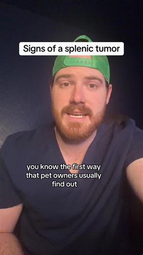 Recognizing Signs of a Splenic Tumor in Pets