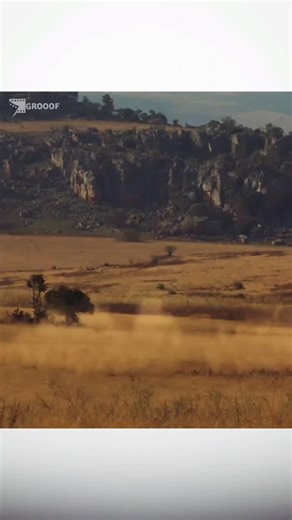 GROOOF on Instagram: "🎬 Duma ⠀ 🎥 Feature Film • 2005 📺 Family / Adventure ⠀ 🎞️ A boy and his cheetah begin an unforgettable journey across the African wilderness. Friendship is tested. Nature shows no mercy. And home feels farther with every step. ⠀ Because sometimes… the wild teaches us where we belong. ⠀ 📈 Ratings: IMDB — ⭐ 7.1/10 Rotten Tomatoes — 🍅 70% Metacritic — 🎯 58% ⠀ 🎦 Watch On: Prime Video / Apple TV (Region may vary) ⠀ ──────────────────────────── 🔔 Follow @GROOOF for daily 