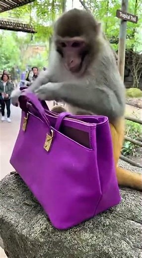 Monkey Pranks GONE CHAOS 😂 #MonkeyPrank #FunnyAnimals #Zoo #SnakePrank #TigerReaction #InstantKarma