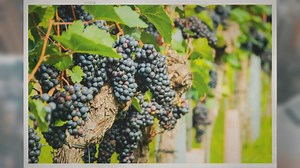 Are Grapes High in Potassium?