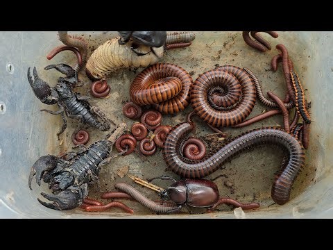 All My Insect Pets I Catch 2025!! These Bugs Are Venomous And Poisonous...