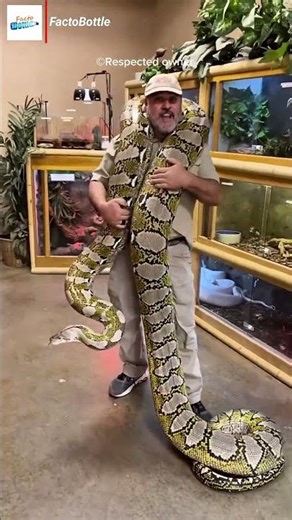 Green Anaconda Vs Python ⚔❤ #shorts #shortsfeed