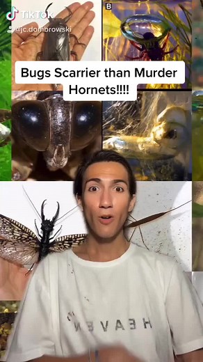 Owning a Giant Waterbug as a Pet: What You Need to Know