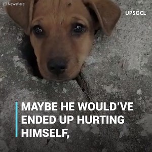 This is the inexplicable time they found a little dog stuck in the cement to such an extent that it was impossible for him to get out on his own You can now also find us on Youtube: http://bit.ly/yt-positive | Positive