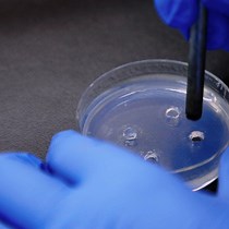 Video: Author Spotlight: Affinity Purification of a Fibrinolytic Enzyme from Sipunculus nudus