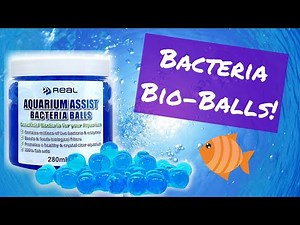Bacteria Balls Review (Real Aquatics)