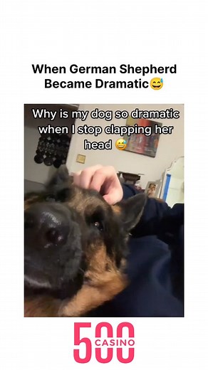 Dog lovers 🥰 | German shepherds are so dramatic 😅 . . . #dog #dogsofinstagram #germanshepard #dramatic #doglover | Instagram