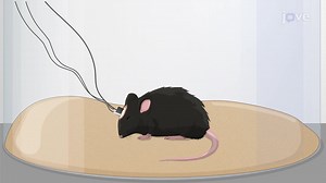 Video: Optogenetic Manipulation of Neural Circuits for the Sleep-to-Wakefulness Transition in Mice - Experiment