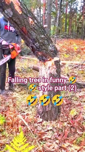 Falling tree in funny 🤣🤣 style part (2) #fall #wood #treepath #chainsaw #treetrunk #treeswings