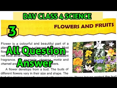 DAV Class 4 Science Chapter 3 Flowers And Fruits||ALL Question Answer