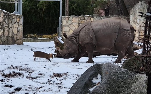 Tiny deer locks horns with 1.7-ton rhino… and wins
