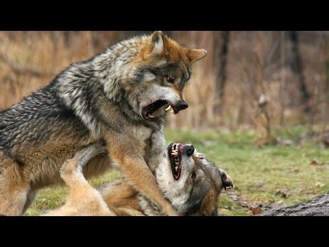 Wolves: The Intelligent Pack Hunters of the Wild | Wildlife Documentary