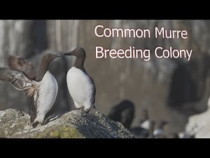 Murre Breeding Colony Cycle