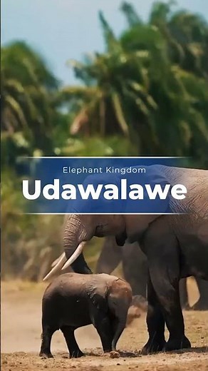 Top 5 Wildlife Safari Parks in Sri Lanka 🇱🇰🐘🐆 (Best Safari Guide!)