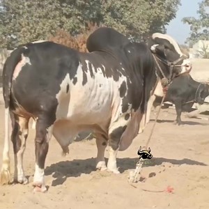 47K views · 3K reactions | BEAUTIFUL BULL OF SALMAN CATTLE ❤ MASHA'ALLAH ❤ | Bakra Eid In pakistan | Facebook