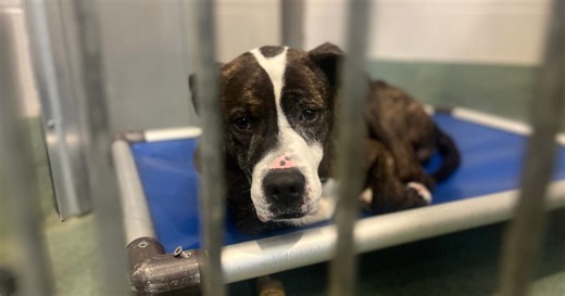 NC animal shelters' statewide euthanasia rate is trending higher. Why?