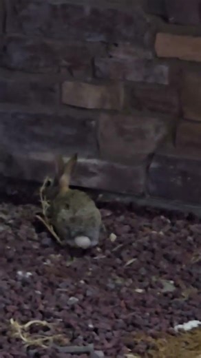 Baby Jack Rabbit at night