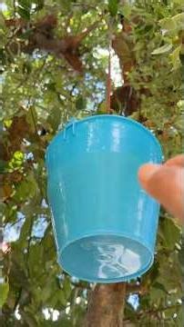 Do you know what capulin is? Have you tried them? My husband climbed the tree to pick us this fruit