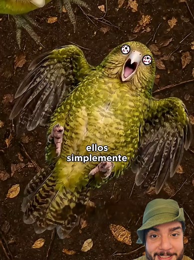 El milagro del kakapó