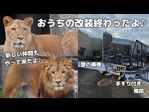 Meet Ito & Pace up close! Construction has been completed successfully! [Maruyama Zoo] Lions