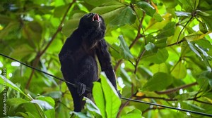 wild Howler monkey howling. Filmed in 4K RAW