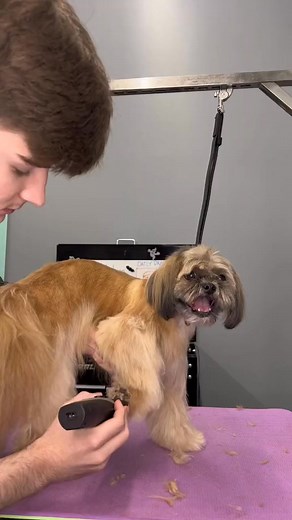 1.6K views · 94 reactions | doggrooming #Havanese #dogsbylogan | Logan Rago | Facebook