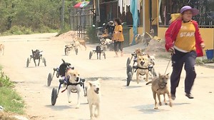 21K views · 2K reactions | A Swedish expat in Thailand has given up his successful restaurant in the northern Chonburi Province to run a center for hundreds of stray dogs in need. | China Xinhua News | Facebook