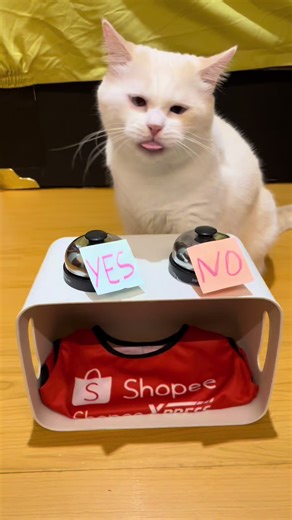 Cute Smart White Cats Compilation