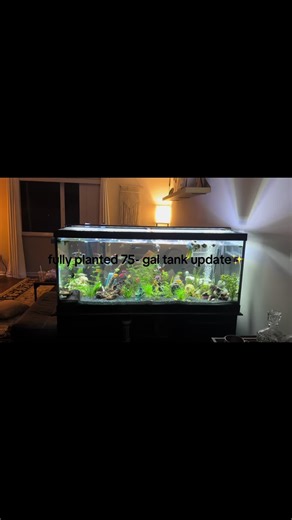 Planted Aquarium Update: A Deep Dive into My 75-Gallon Tank