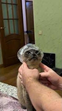 Funny cats!🤣🤣/Смешные котики🤣🤣
