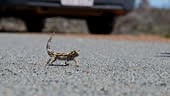 spiny little thorny devil, Moloch horridus, a small lizard native to...