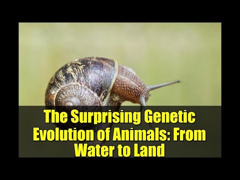 The Surprising Genetic Evolution of Animals: From Water to Land