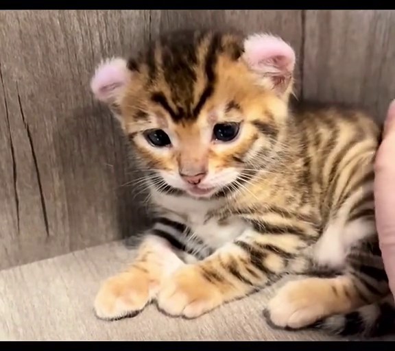 Adorable Tiger Cat Compilation - Cute Kittens That Resemble Tigers