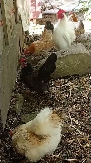 Serama Chickens Beat the Heat: Scratching & Snacking in the Shade!