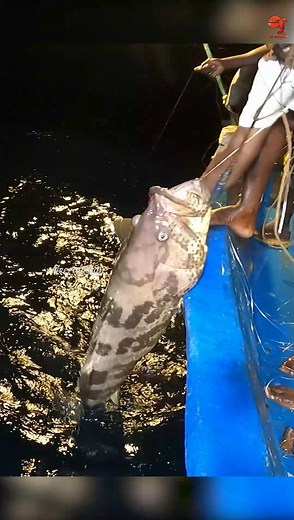 Catching Grouper Fish in the Sea #fishing #fishingvideos #fishingtime #grouperfish | Neerulagam