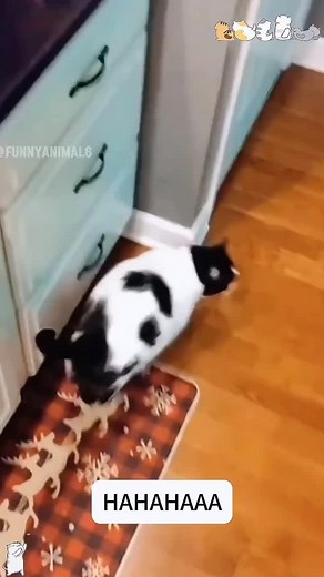 #Repost @_mr.cat2025 —— Cat Farting 💨 insanely Loudly ‼️‼️. #catlover #cats_of_day #catfunny #funnycats #catsofinstagram #catloversclub . #catlover #catsofinstagram #cats & #cat #catloversclub #catlife #catmemes #heartbroken #cutecat #meme #catmemesarethebest #caturday #fyp #adorablcats #catcouple #whatecat #orangecat #whitecatsclub #catclub #orange #orangecat #orangecatsrule #orangecatsrule #sillycats #orangecatbehavior | Matteo Mattkilla Bertoia